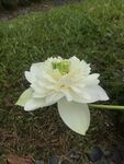 白色莲花绽放于草地