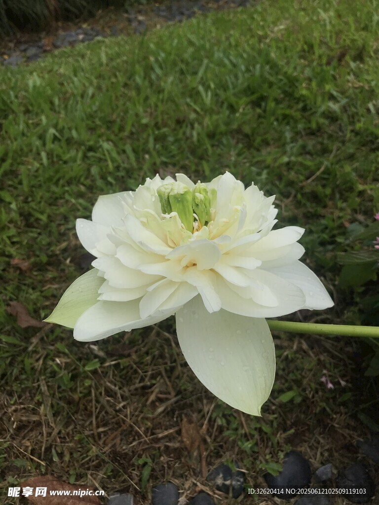 白色莲花绽放于草地