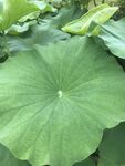 翠绿荷叶特写