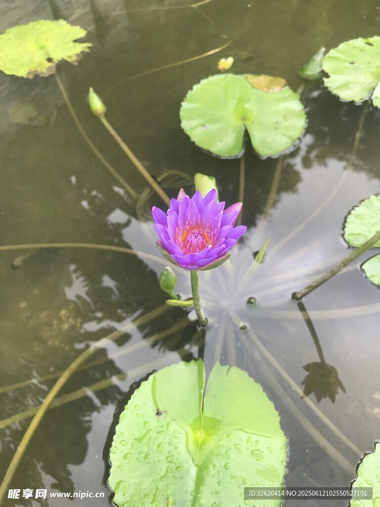 水中绽放的美丽紫色睡莲