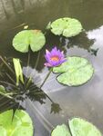 水中绽放的美丽紫色睡莲