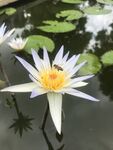 水中绽放的美丽白睡莲