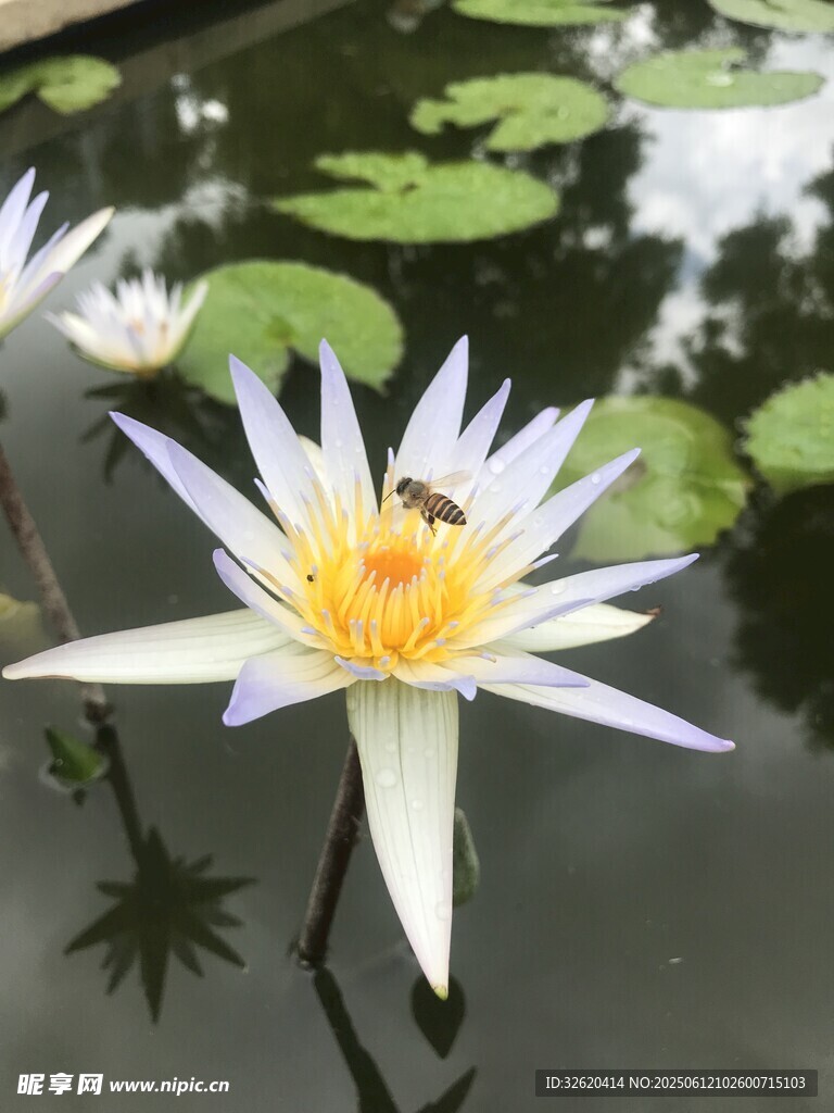 水中绽放的美丽白睡莲
