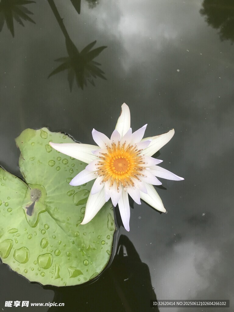 水中白睡莲绽放