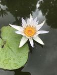 水中白睡莲与荷叶相依