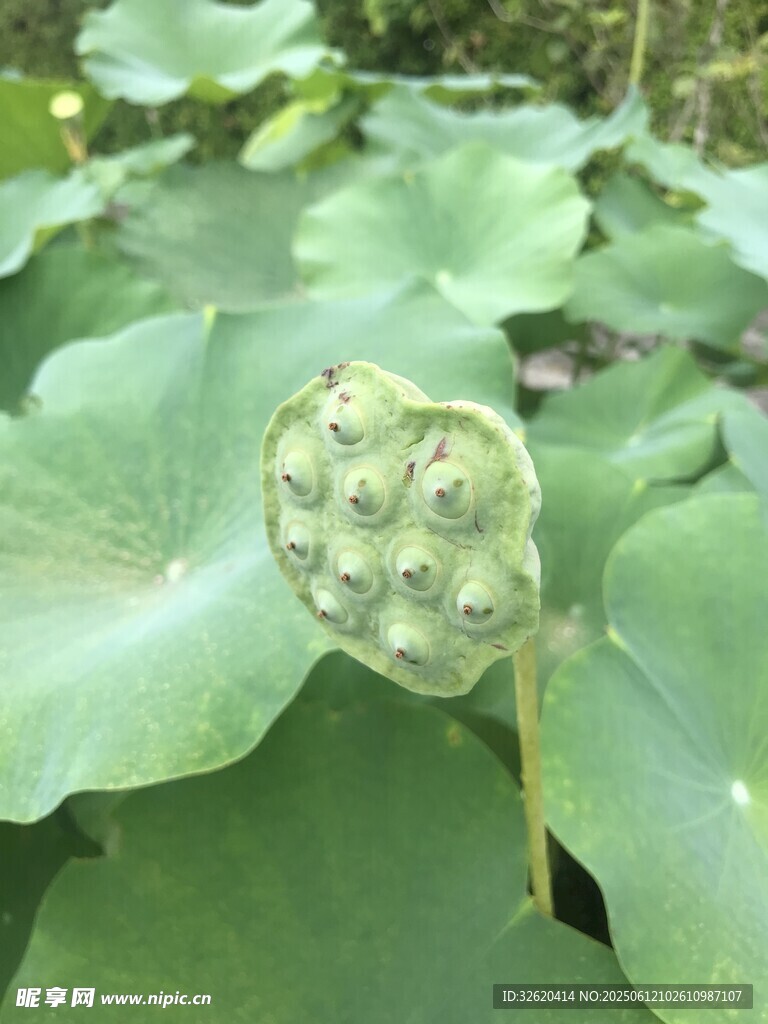 莲蓬特写 翠绿荷叶相伴