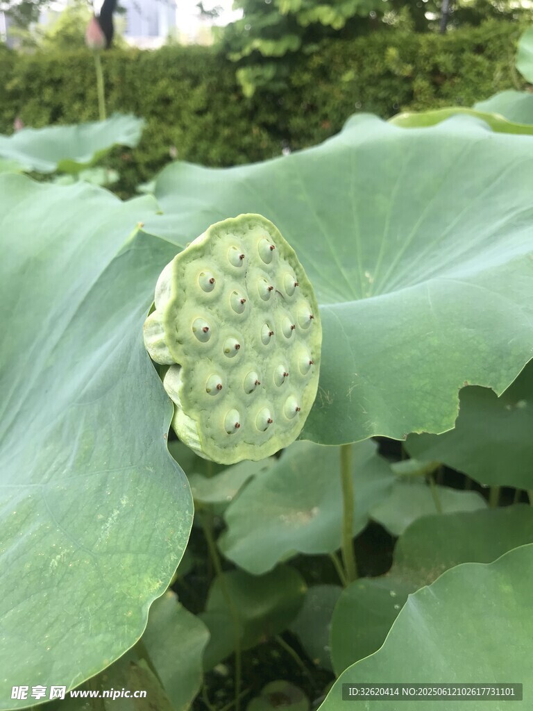 莲蓬挺立在荷叶间