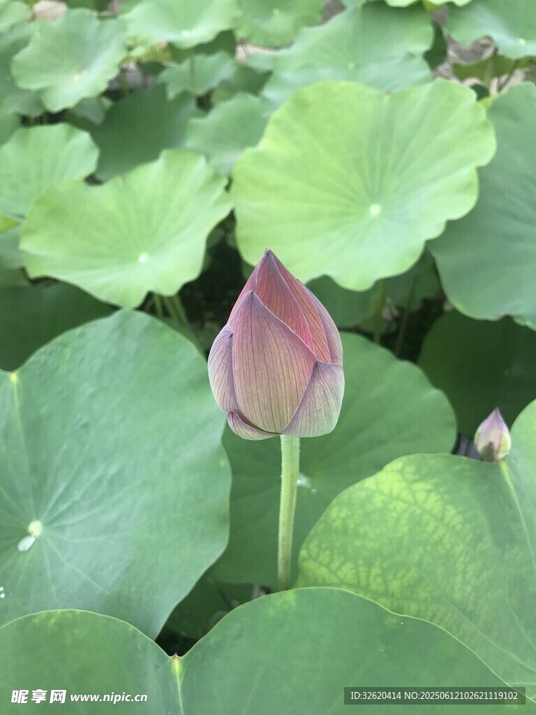 含苞待放的娇艳荷花