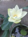 盛开的白莲花