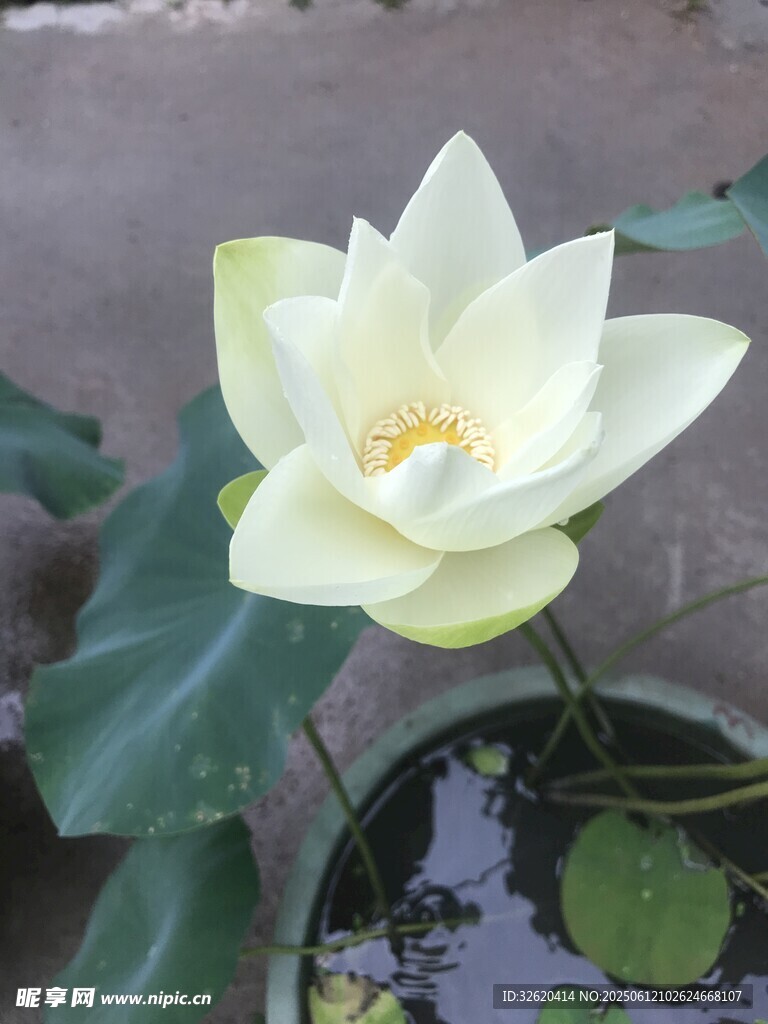 盛开的白莲花