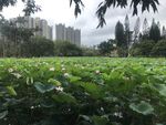 荷塘绿意 城市中的自然景致