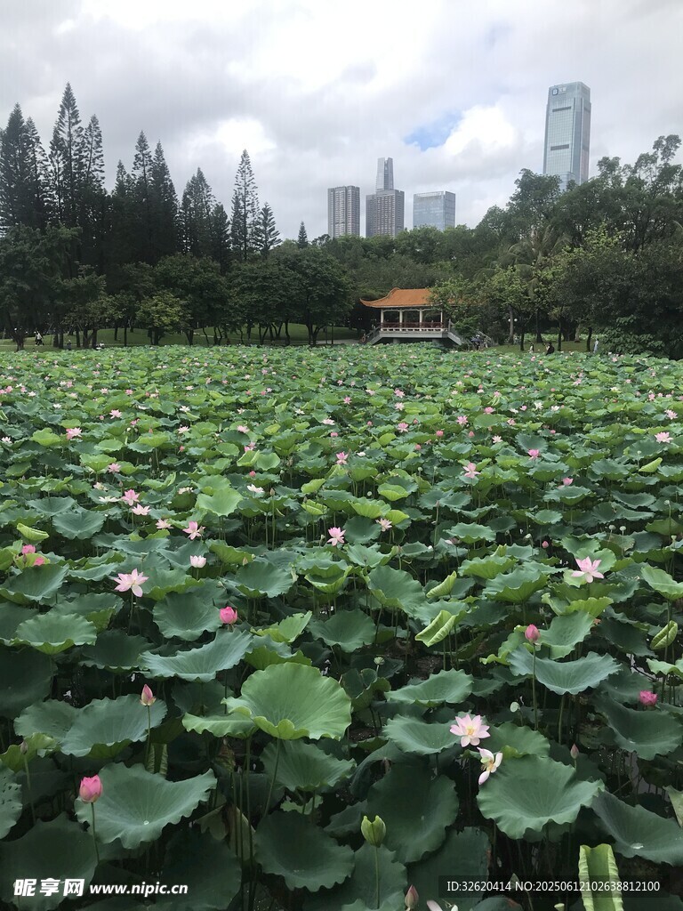 夏日荷塘美景