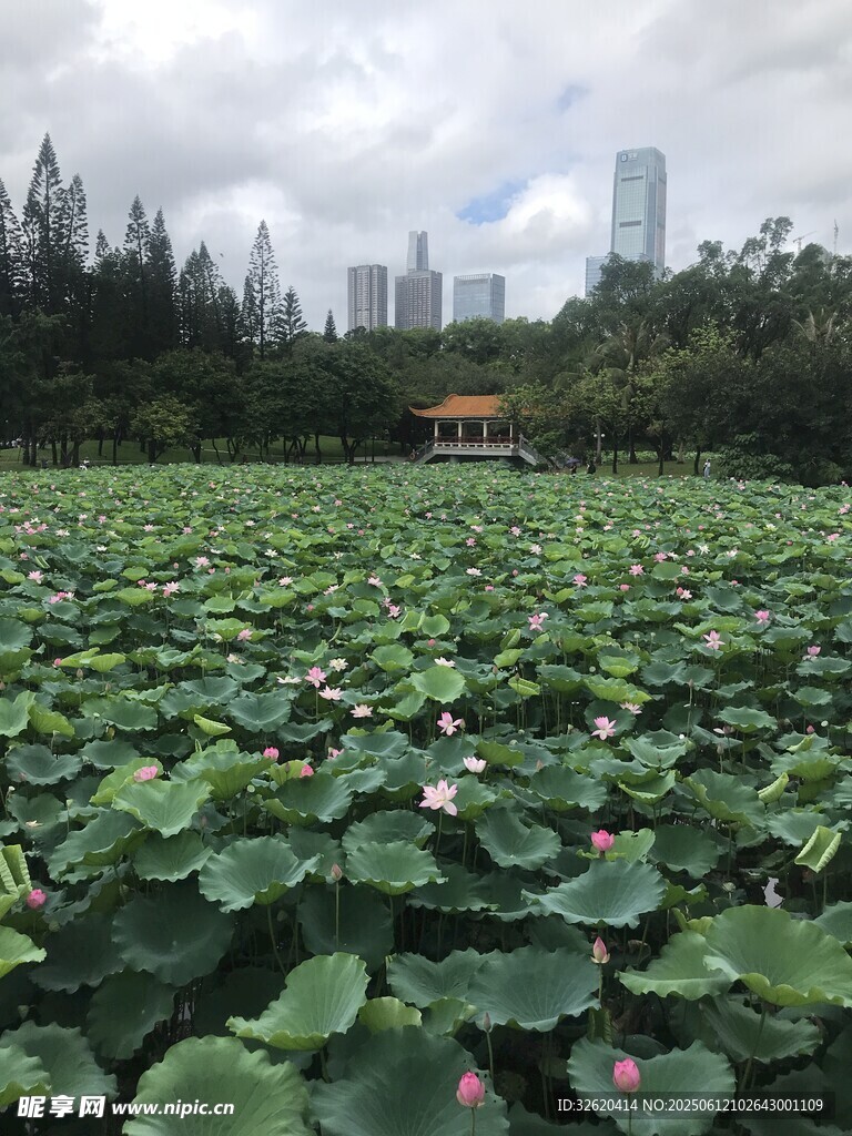 荷塘绿意 城市中的自然景致