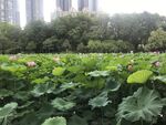 夏日荷塘美景