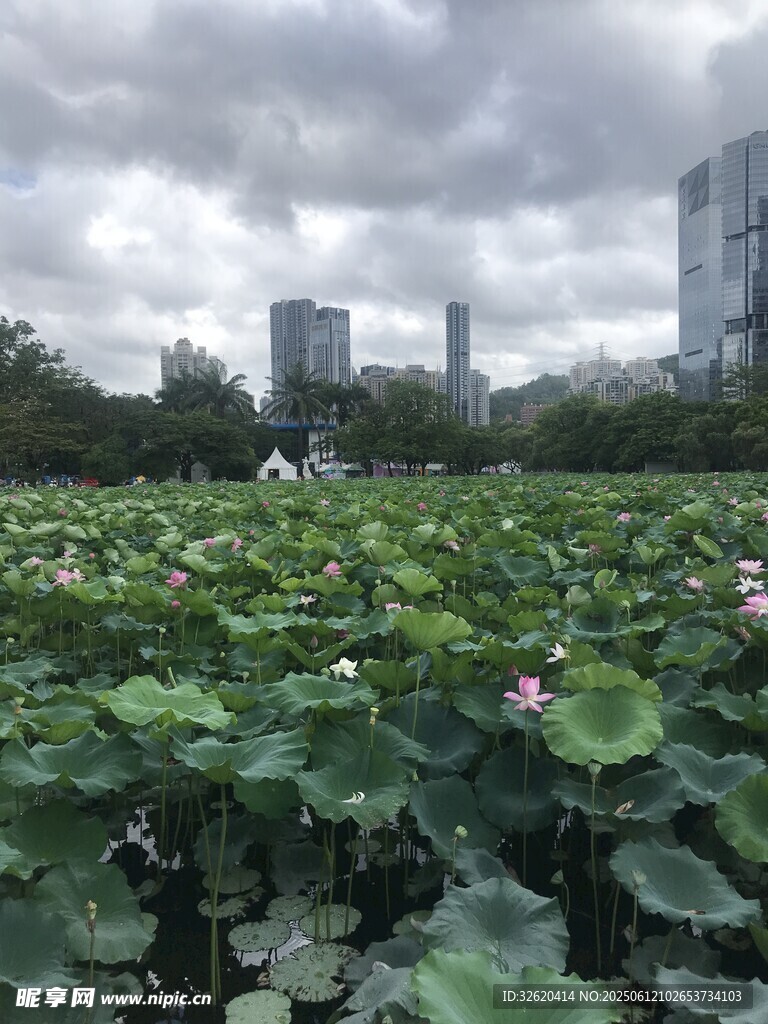 城市荷塘美景