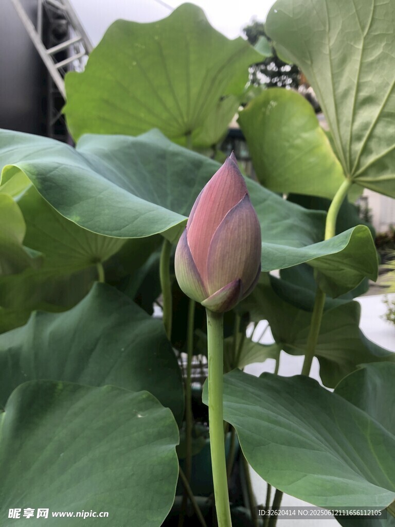 含苞待放的荷花