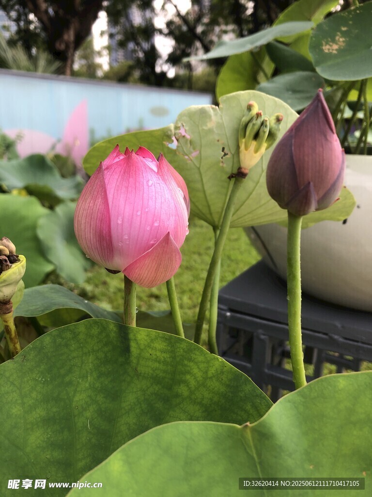 娇艳荷花绽放绿叶间