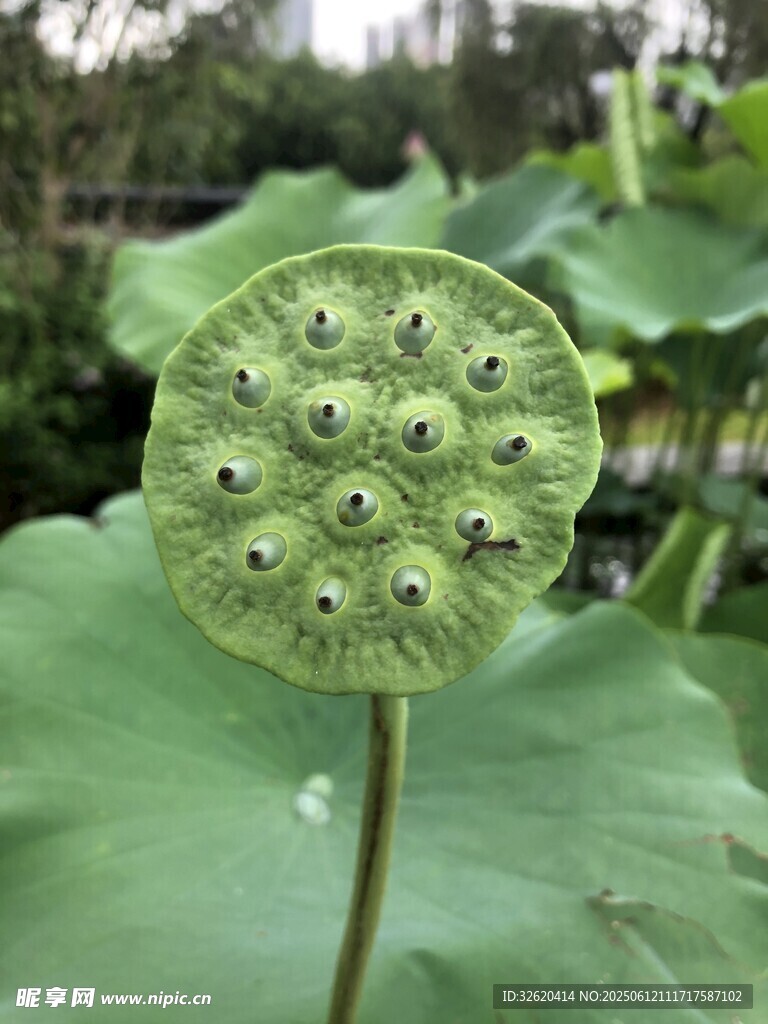 莲蓬特写