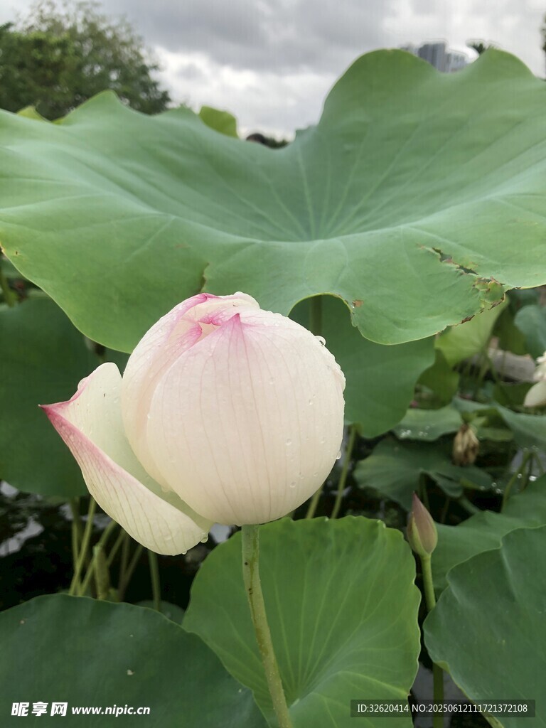 含苞待放的美丽白荷花