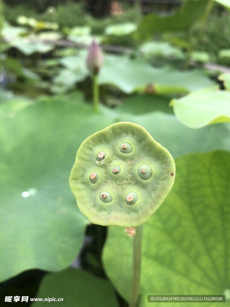 莲蓬特写