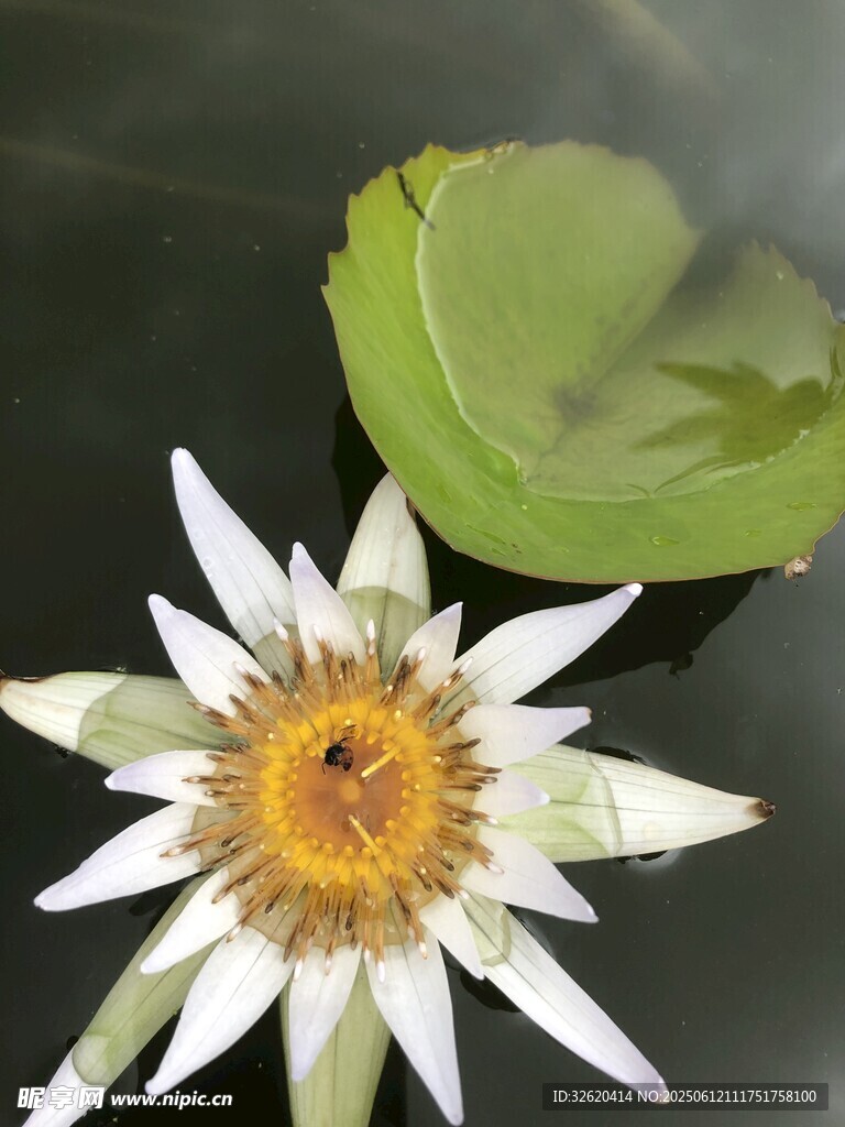 水中绽放的美丽白睡莲