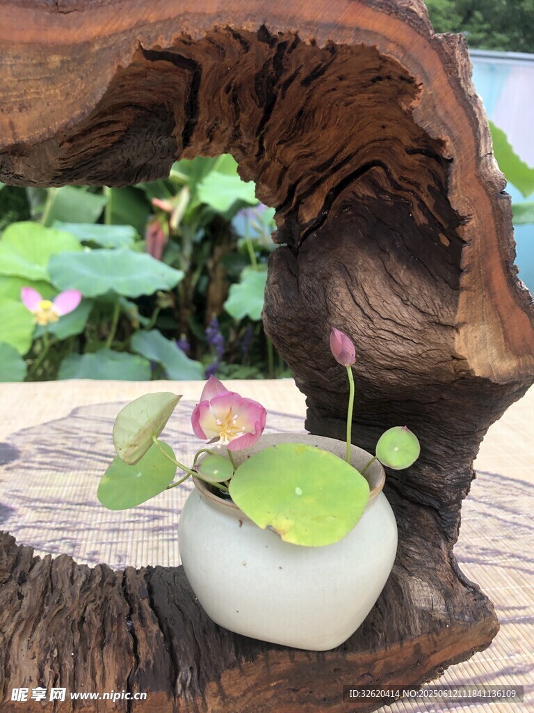 中式禅意荷花盆景摆件