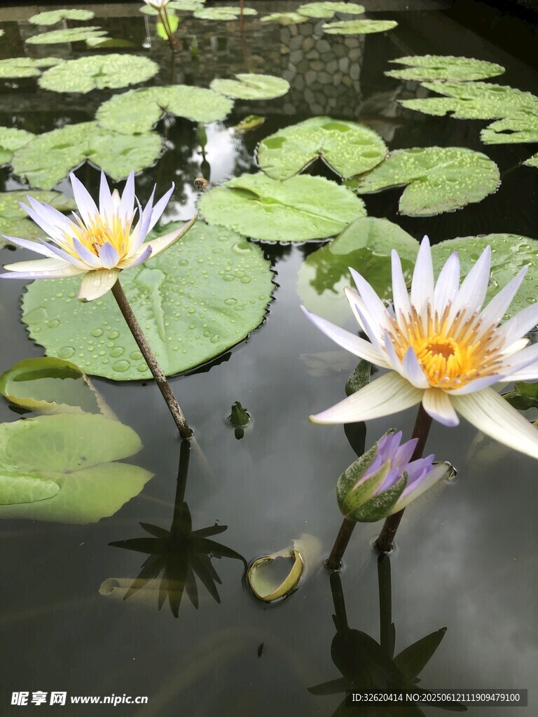 水中睡莲绽放
