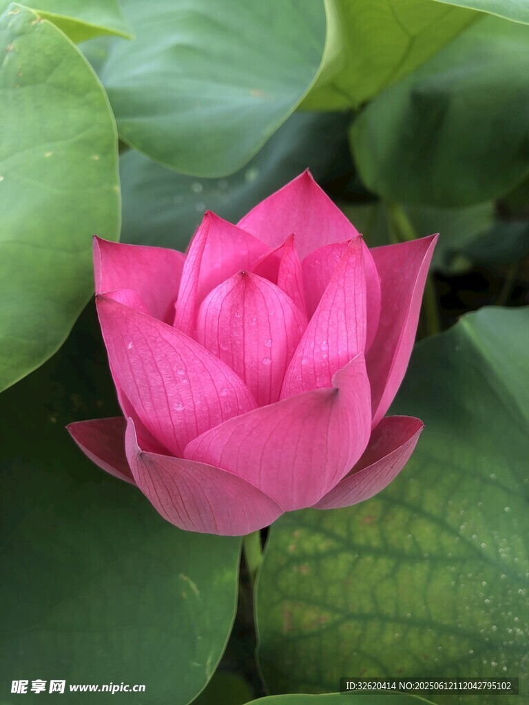 娇艳盛开的粉色荷花