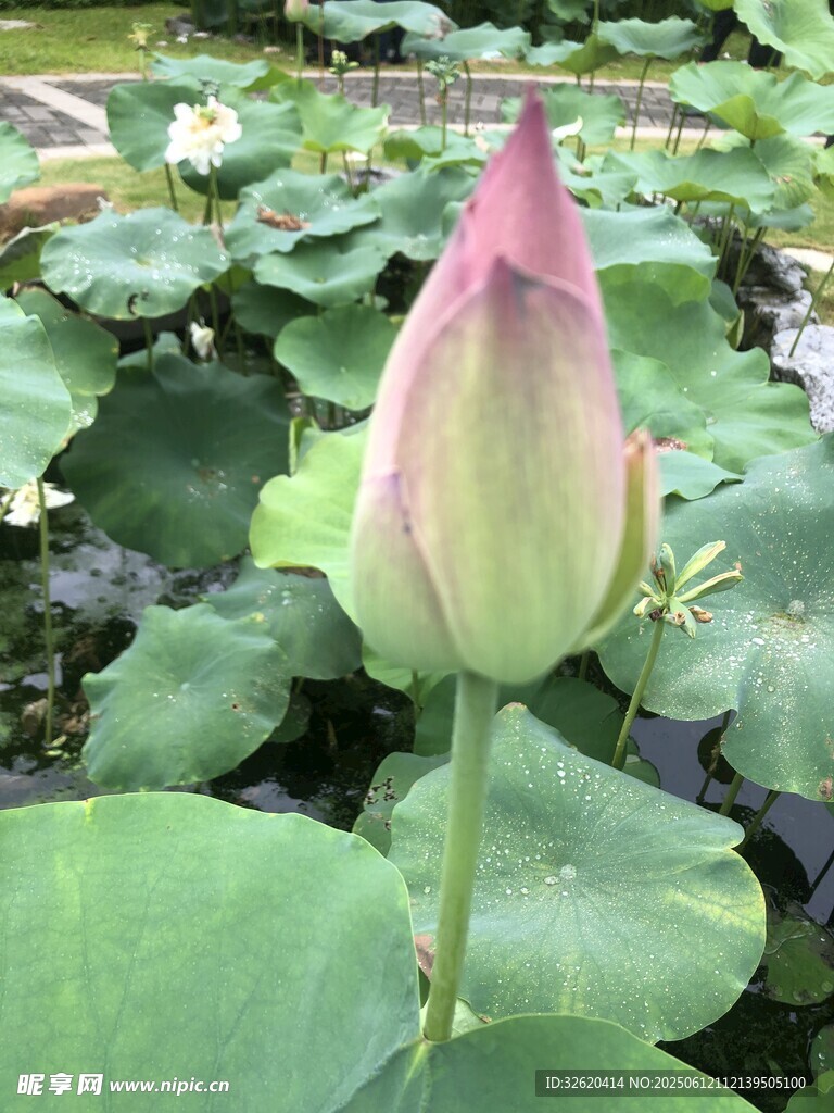 含苞待放的粉嫩荷花