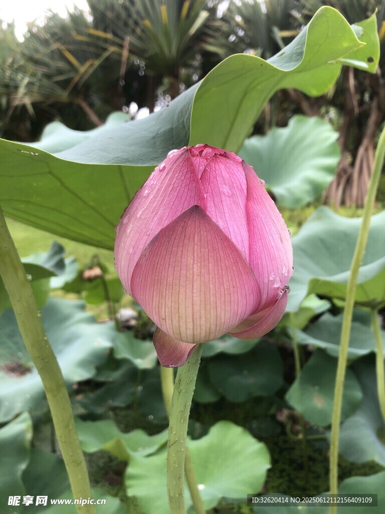 含苞待放的娇艳荷花
