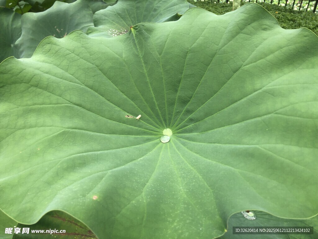 硕大荷叶 尽显自然生机