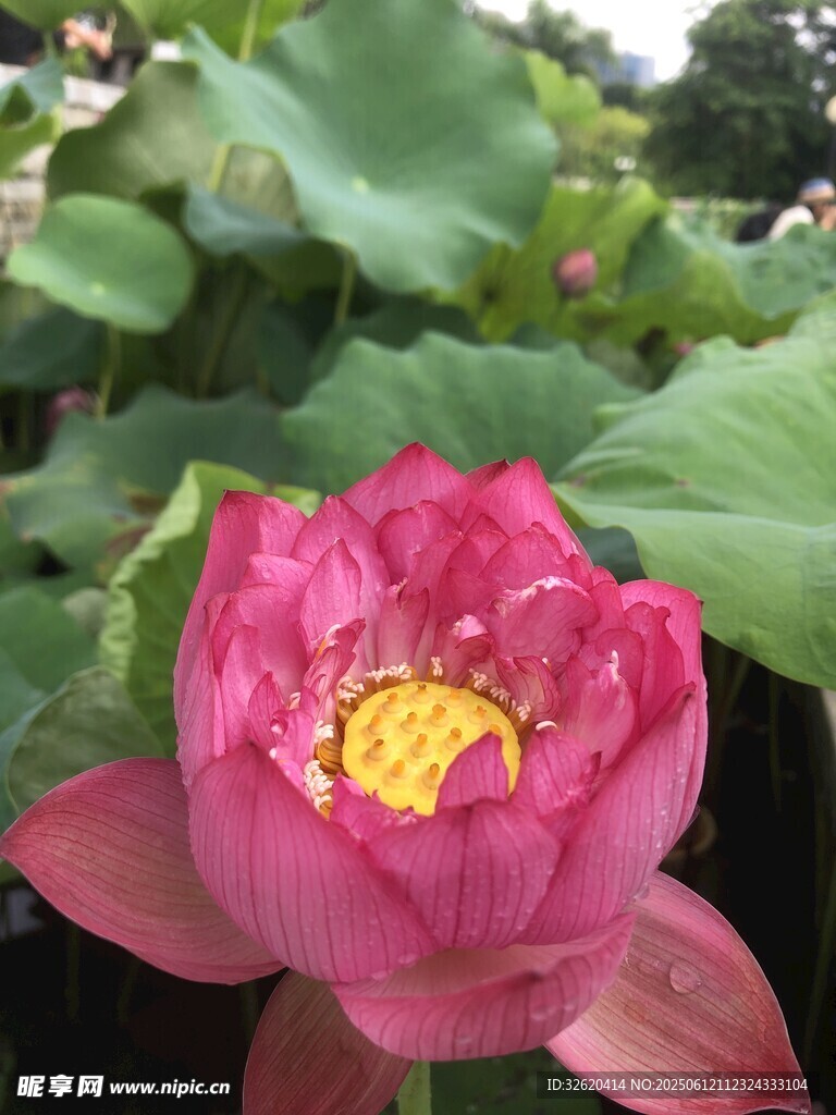 娇艳盛开的粉色荷花
