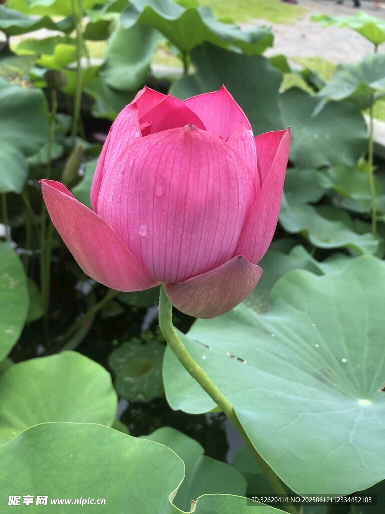 娇艳盛开的粉色荷花