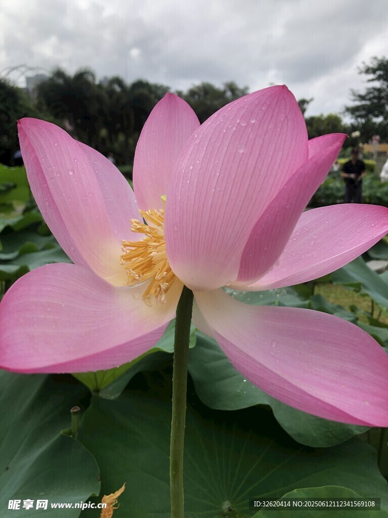 娇艳盛开的粉色荷花