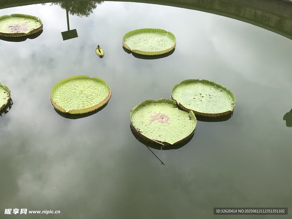水面上的漂浮的绿色荷叶