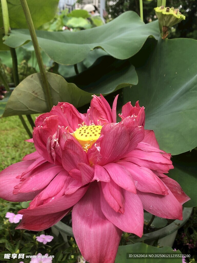 娇艳盛开的粉色荷花