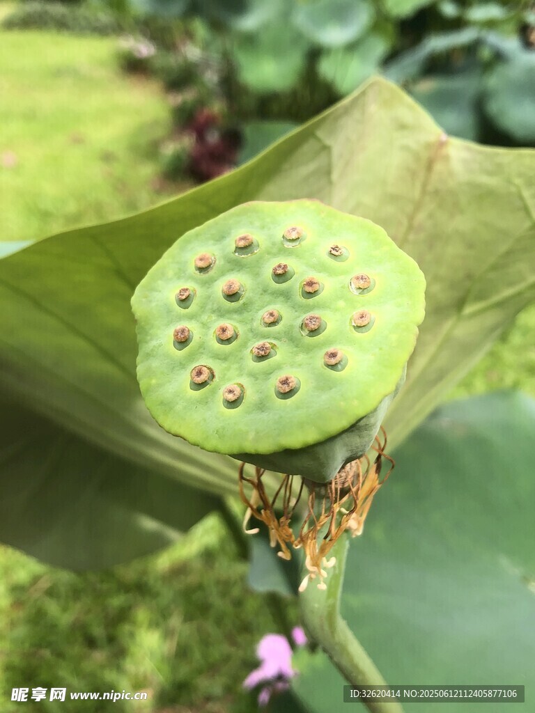 莲蓬特写