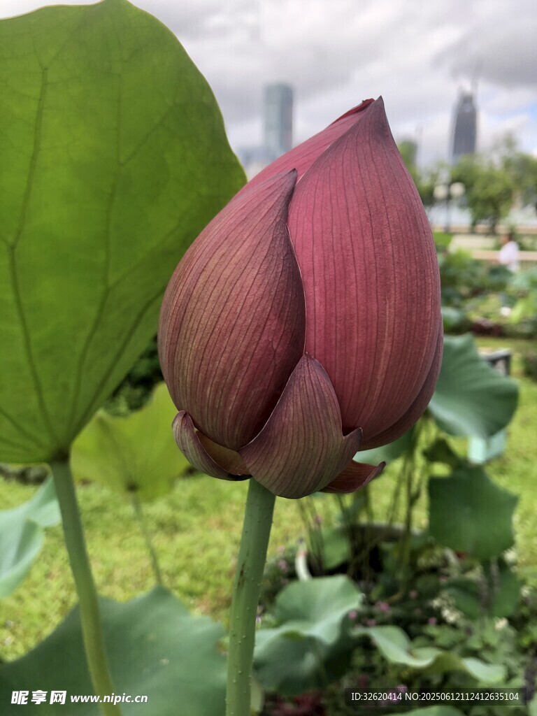 含苞待放的娇艳荷花