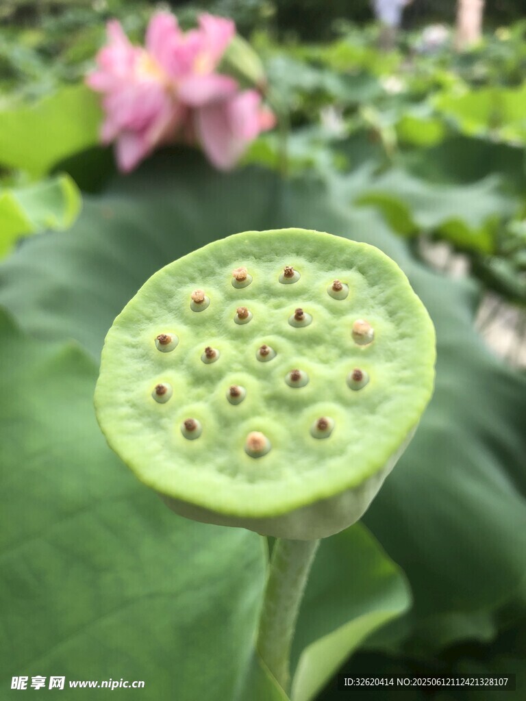 鲜嫩莲蓬 尽显夏日清新