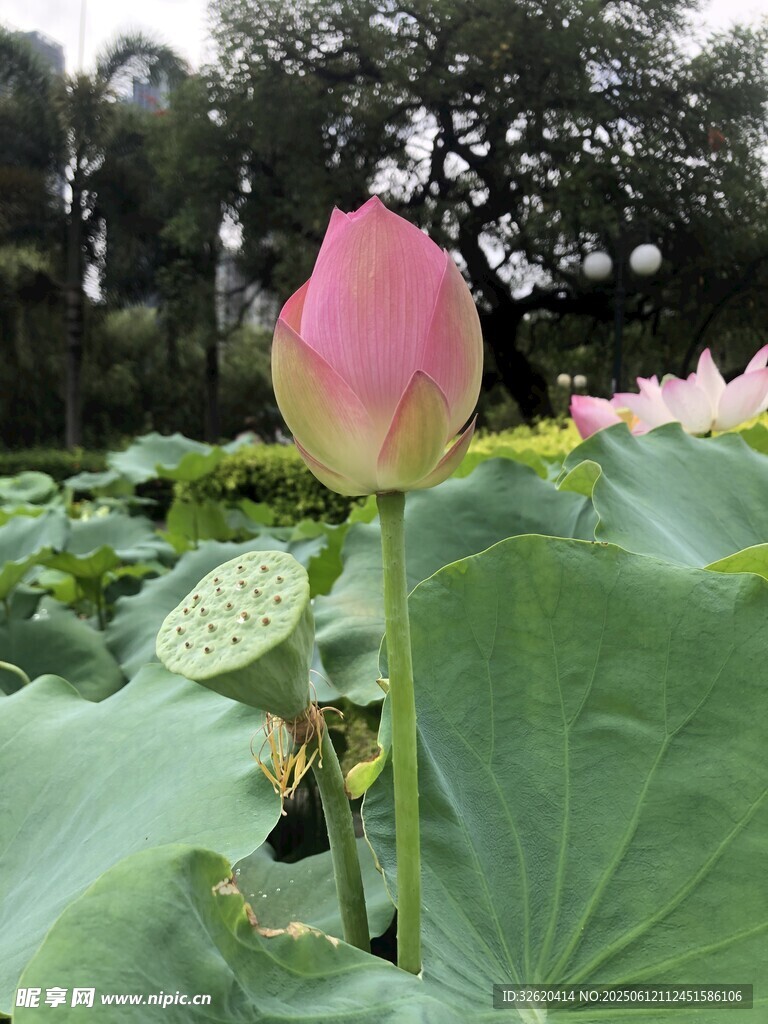 娇艳荷花绽放于荷叶间