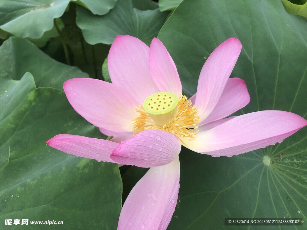 娇艳盛开的粉色荷花