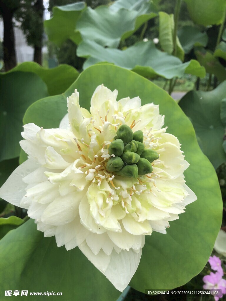 清新淡雅白荷花