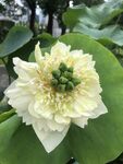 清新白莲花绽放