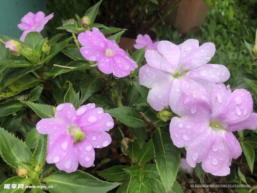 娇艳粉花绽放绿叶间
