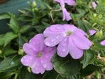 娇艳紫花带露绽放