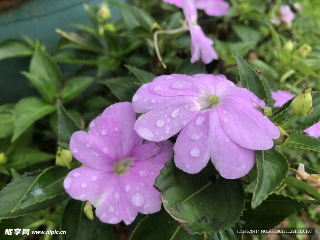娇艳紫花带露绽放
