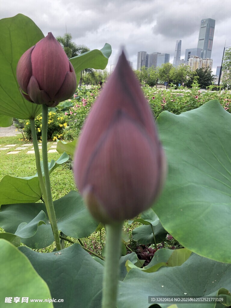 含苞待放的两朵紫荷花