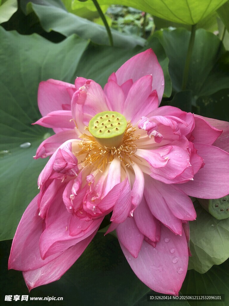 娇艳盛开的粉色荷花
