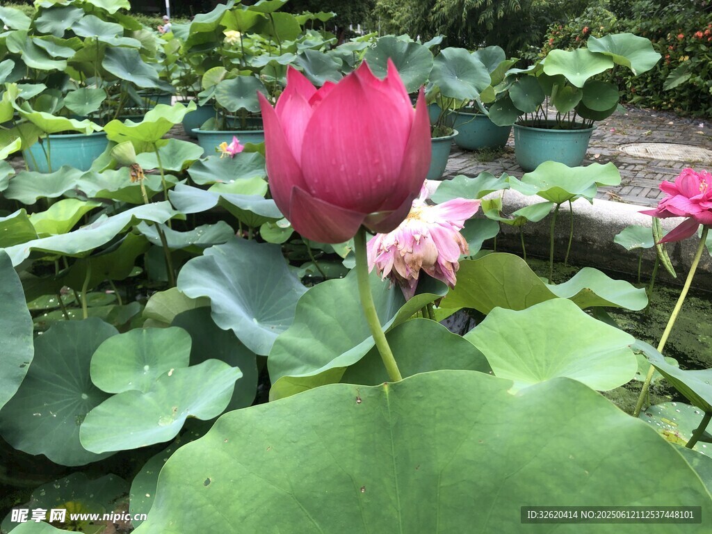娇艳荷花绽放于绿叶间