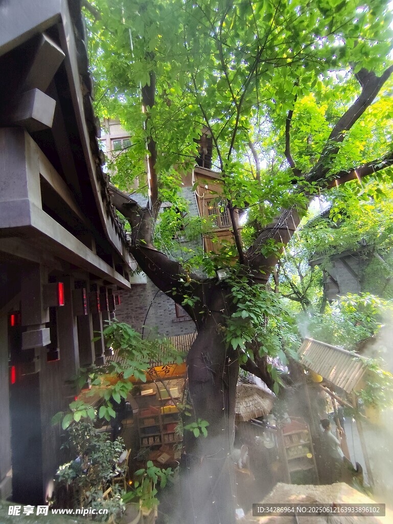 密树
